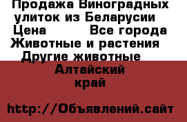 Продажа Виноградных улиток из Беларусии › Цена ­ 250 - Все города Животные и растения » Другие животные   . Алтайский край